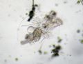 Testudinella patina